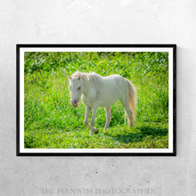 Load image into Gallery viewer, Artax the Blue Eyed Perlino Mini Horse