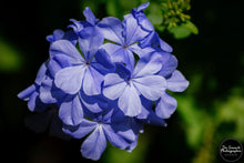 Load image into Gallery viewer, Bouquet of Blue Hues