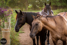Load image into Gallery viewer, Equine Trio