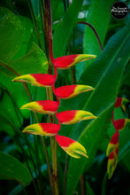 Load image into Gallery viewer, Hanging Heliconia Rostrata