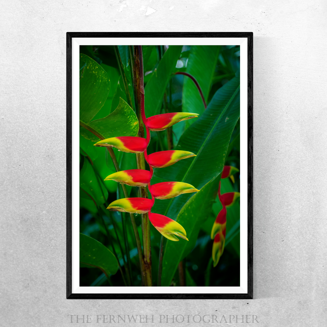 Hanging Heliconia Rostrata