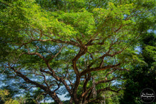 Load image into Gallery viewer, In the Treetops of the Majestic Tropical Tree