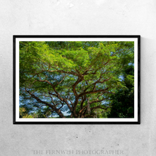 Load image into Gallery viewer, In the Treetops of the Majestic Tropical Tree