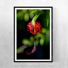 Load image into Gallery viewer, Japanese Lantern Hibiscus