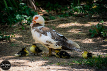 Load image into Gallery viewer, Mother Duck &amp; Her Ducklings