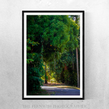 Load image into Gallery viewer, Puerto Rican Tree Canopy