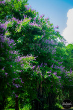 Load image into Gallery viewer, Puerto Rico&#39;s Purple Floral Trees