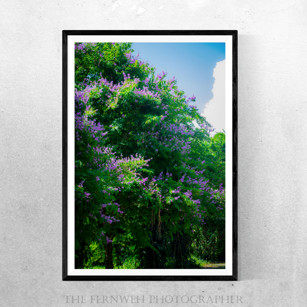 Puerto Rico's Purple Floral Trees