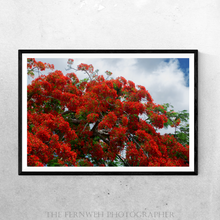Load image into Gallery viewer, Royal Red Poinciana