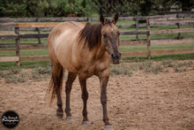 Load image into Gallery viewer, The Grulla Mare