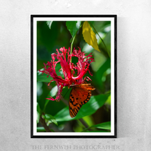 Load image into Gallery viewer, The Nectar of the Spider Hibiscus