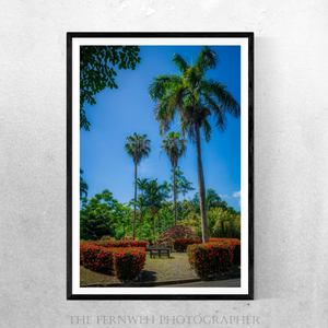 Towering Palms Over Tropical Flora