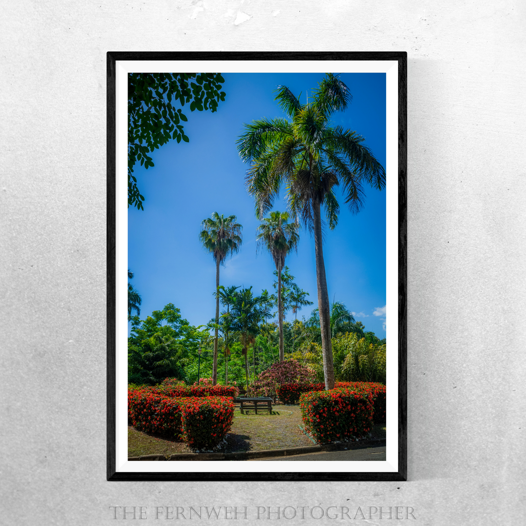 Towering Palms Over Tropical Flora