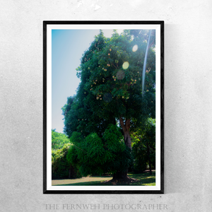 Tree of Sun-Ripened Mangos