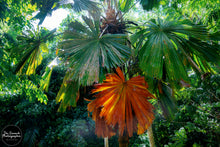 Load image into Gallery viewer, Tropical Tree Hues