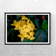 Load image into Gallery viewer, Yellow Ixora Flowers