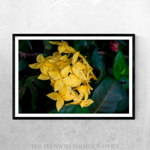 Yellow Ixora Flowers