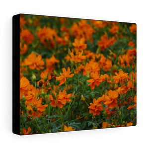 Wild Orange Flora | Canvas Gallery Wrap