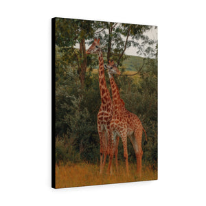 Giraffe Duo | Canvas Gallery Wrap