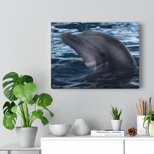 Load image into Gallery viewer, Bottlenose Dolphin | Canvas Gallery Wrap