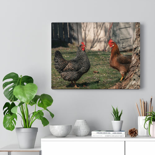 Farm Hens | Canvas Gallery Wrap