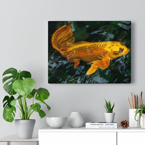Golden Butterfly Koi | Canvas Gallery Wrap