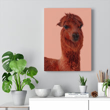 Load image into Gallery viewer, Attractive Alpaca | Canvas Gallery Wrap