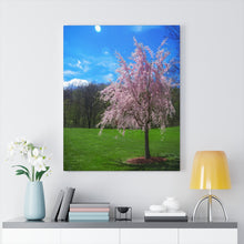 Load image into Gallery viewer, The Little Weeping Cherry Tree | Canvas Gallery Wrap