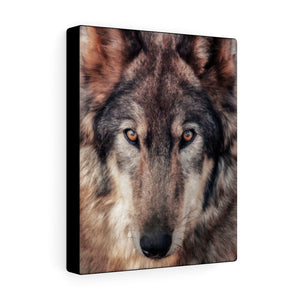Lone Wolf | Canvas Gallery Wrap