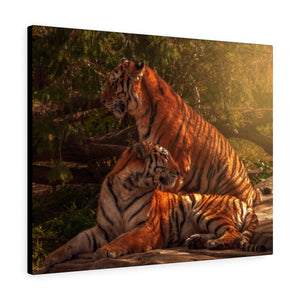 Tiger Duo | Canvas Gallery Wrap