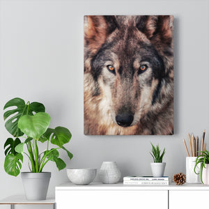 Lone Wolf | Canvas Gallery Wrap