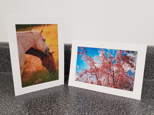Horse | Greeting Cards
