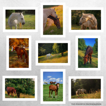 Load image into Gallery viewer, Horse | Greeting Cards
