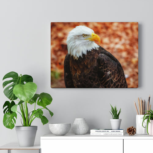 Majestic Eagle | Canvas Gallery Wrap