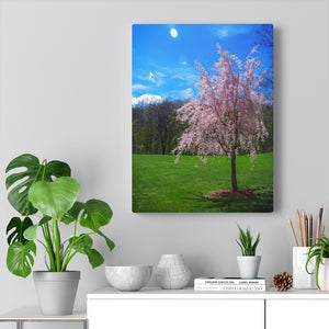 The Little Weeping Cherry Tree | Canvas Gallery Wrap