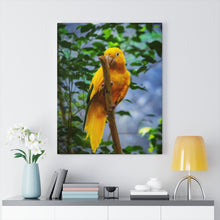 Load image into Gallery viewer, Canary Yellow Parrot | Canvas Gallery Wrap