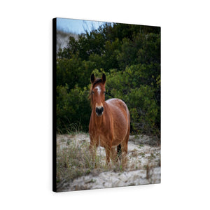 Equine in the Sand Dunes | Canvas Gallery Wrap