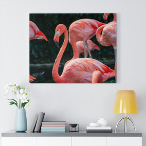 Flamingo Hues | Canvas Gallery Wrap