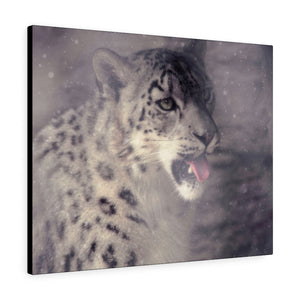 Cat Who Loves Snow | Canvas Gallery Wrap