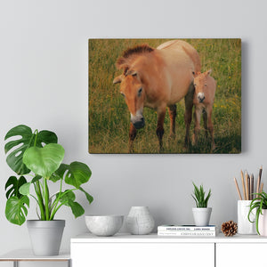 Wild Equine Beginnings | Canvas Gallery Wrap