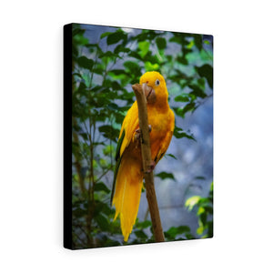 Canary Yellow Parrot | Canvas Gallery Wrap