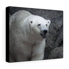Load image into Gallery viewer, Bear the Cold | Canvas Gallery Wrap