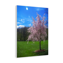 Load image into Gallery viewer, The Little Weeping Cherry Tree | Canvas Gallery Wrap