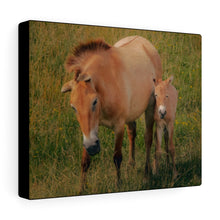 Load image into Gallery viewer, Wild Equine Beginnings | Canvas Gallery Wrap