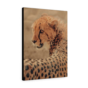 Gaze of the Cheetah | Canvas Gallery Wrap