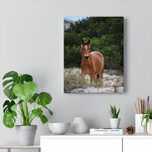 Load image into Gallery viewer, Equine in the Sand Dunes | Canvas Gallery Wrap