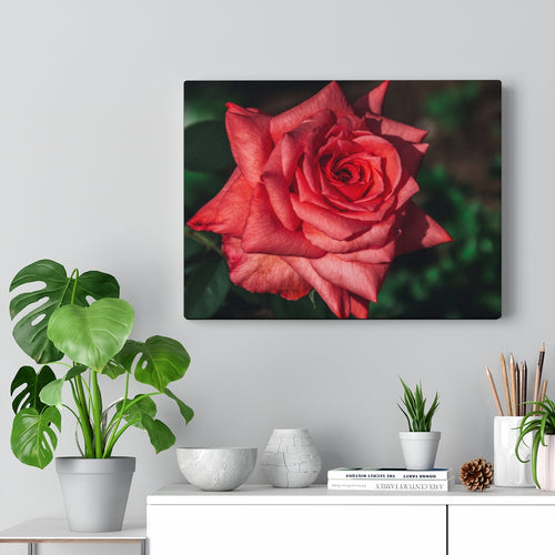 Crimson Star Rose | Canvas Gallery Wrap