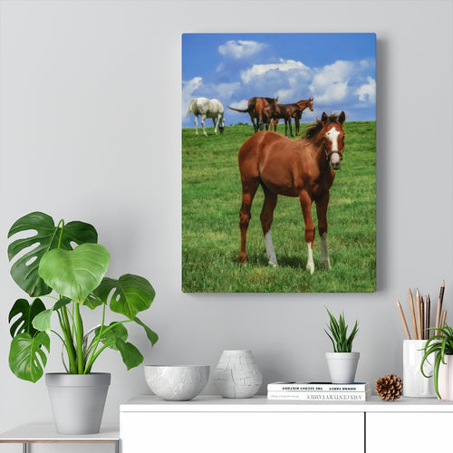 Foal in the Windy Meadow | Canvas Gallery Wrap