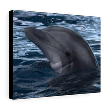 Load image into Gallery viewer, Bottlenose Dolphin | Canvas Gallery Wrap