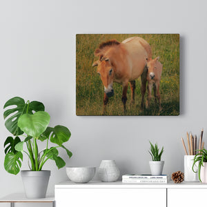 Wild Equine Beginnings | Canvas Gallery Wrap